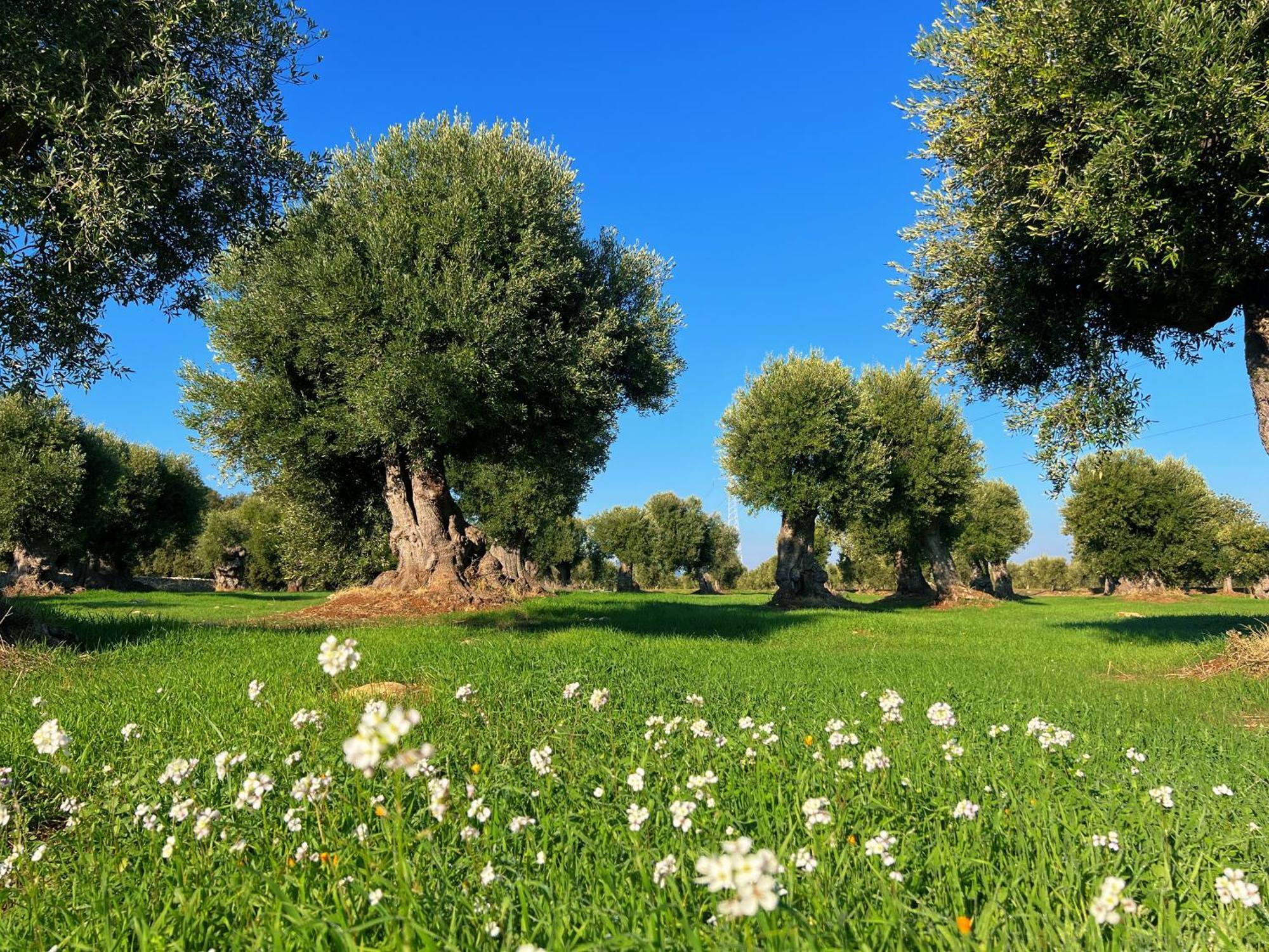 Minicasa Nella Natura, Con Piscina A Due Passi Ostuni Εξωτερικό φωτογραφία